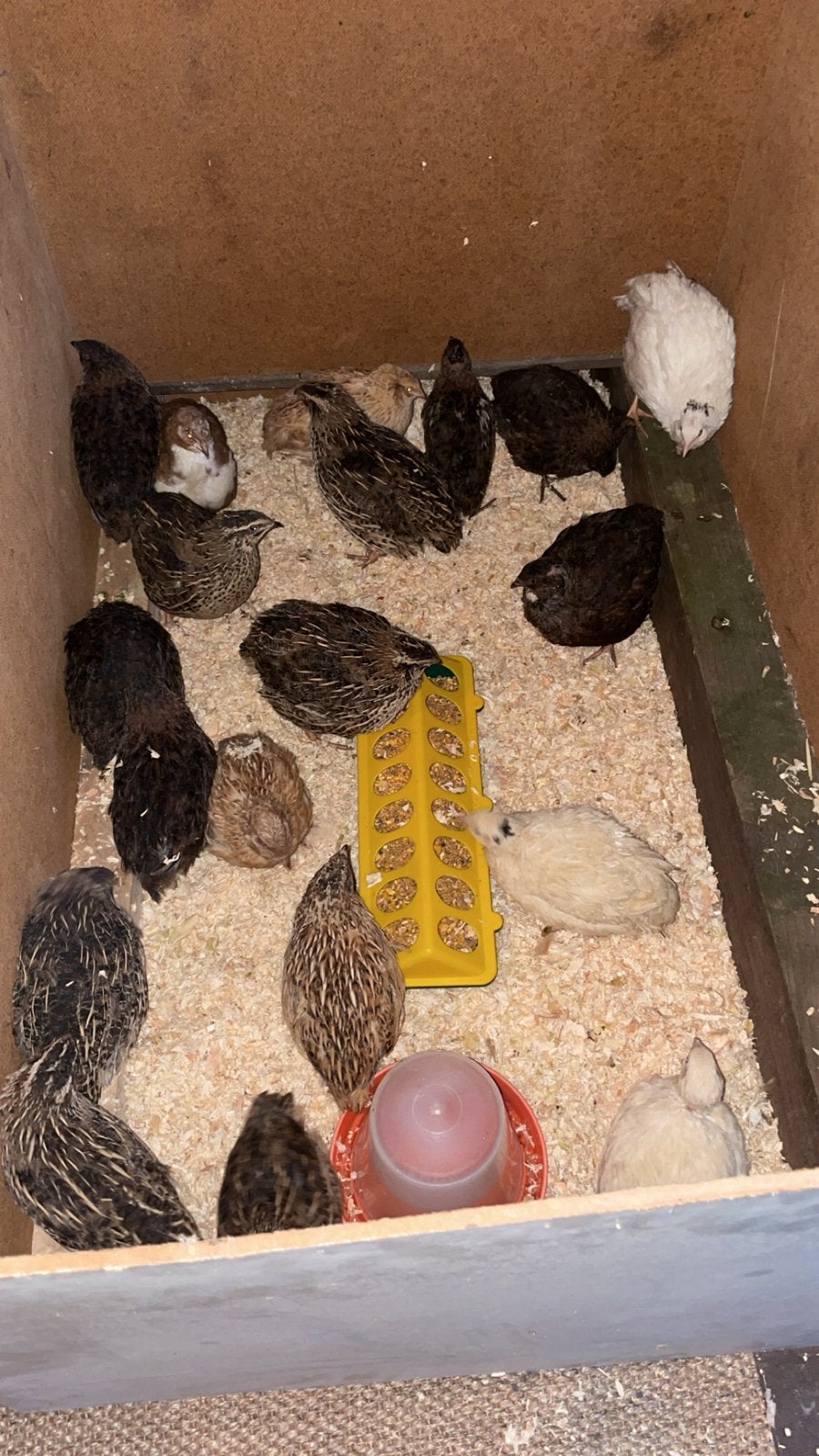 Kwartels, Dieren en Toebehoren, Meerdere dieren, Overige soorten