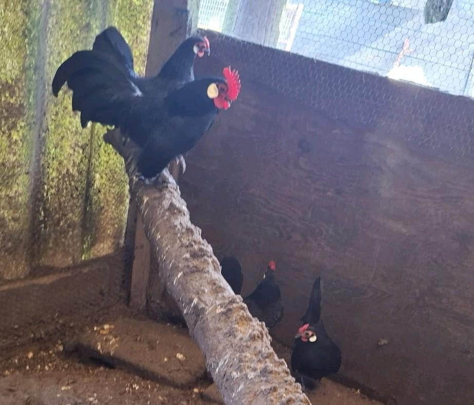 Java krieltjes, Dieren en Toebehoren, Meerdere dieren, Kip