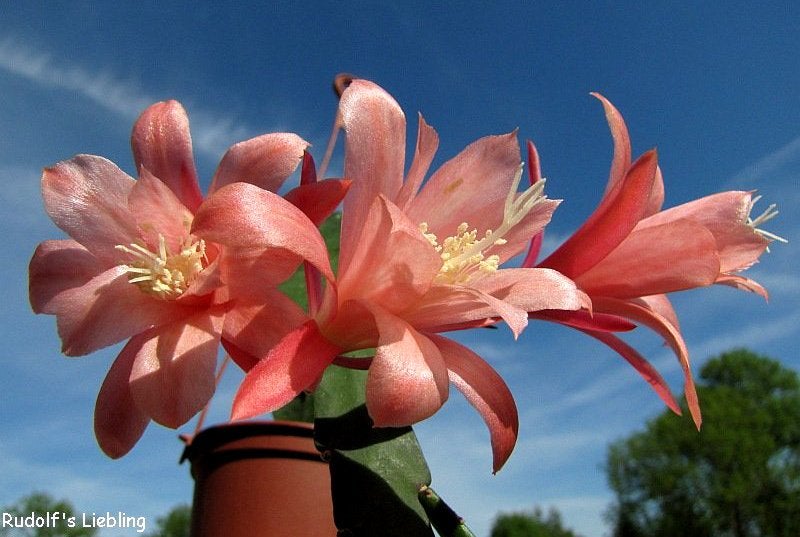 cactus - Epiphyllum Rudolf's Liebling, Ophalen of Verzenden, Cactus, Volle zon, Minder dan 100 cm