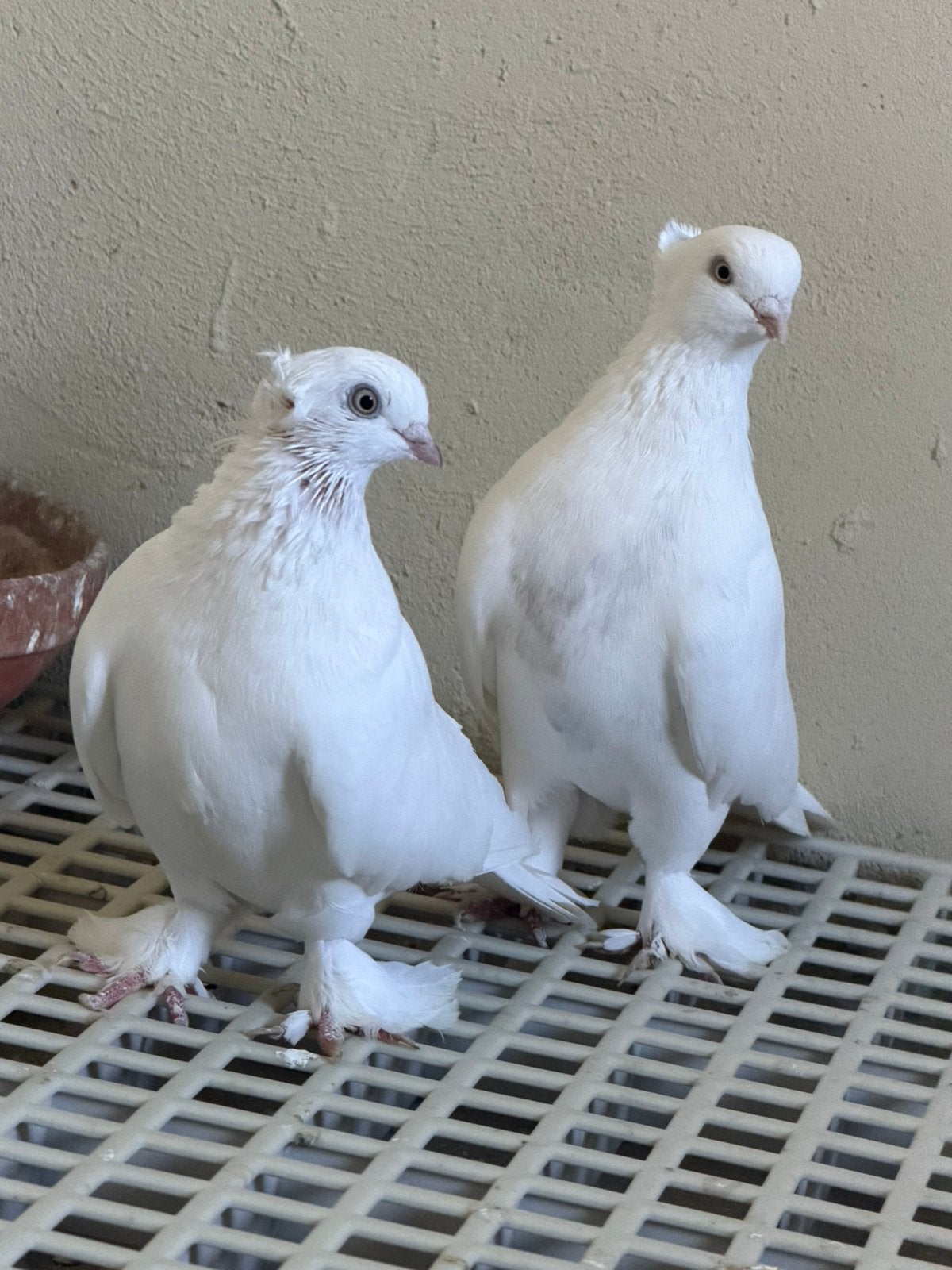 Duiven Takla, Meerdere dieren
