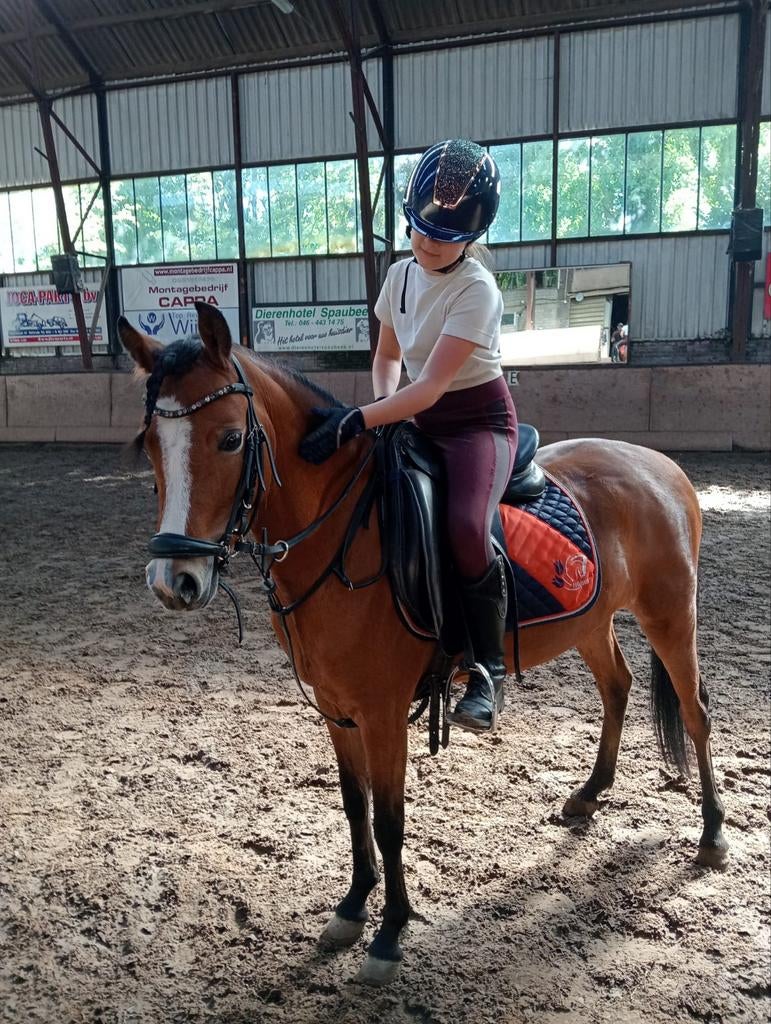 Uitzonderlijk lieve en knappe welsh C merrie, Merrie, Dressuurpony, 3 tot 6 jaar, C pony (1.27m tot 1.37m)