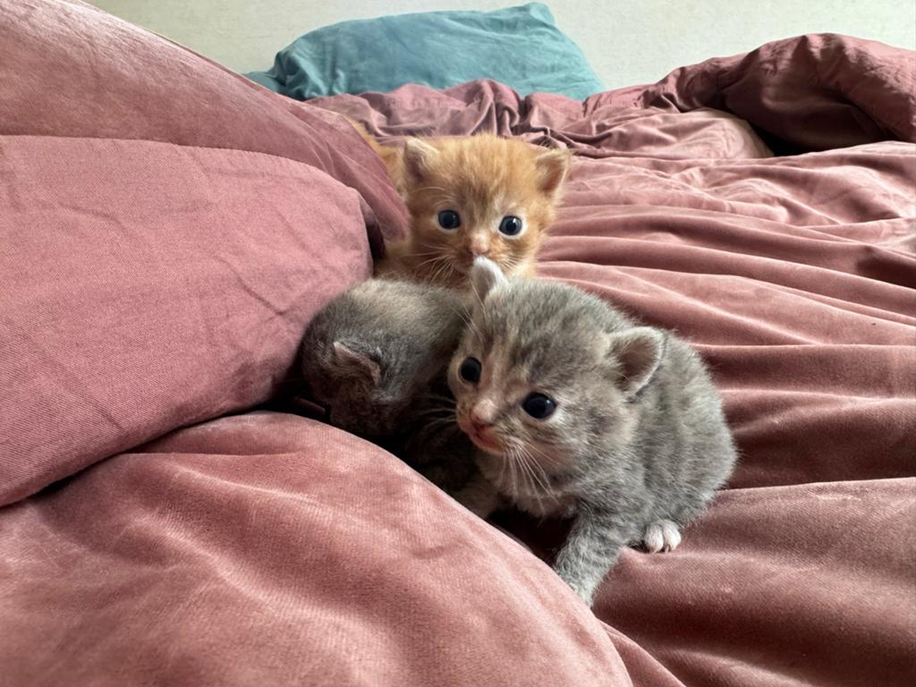 Kittens met Brits Korthaar in bloed, Dieren en Toebehoren, Katten en Kittens | Overige Katten, Meerdere dieren