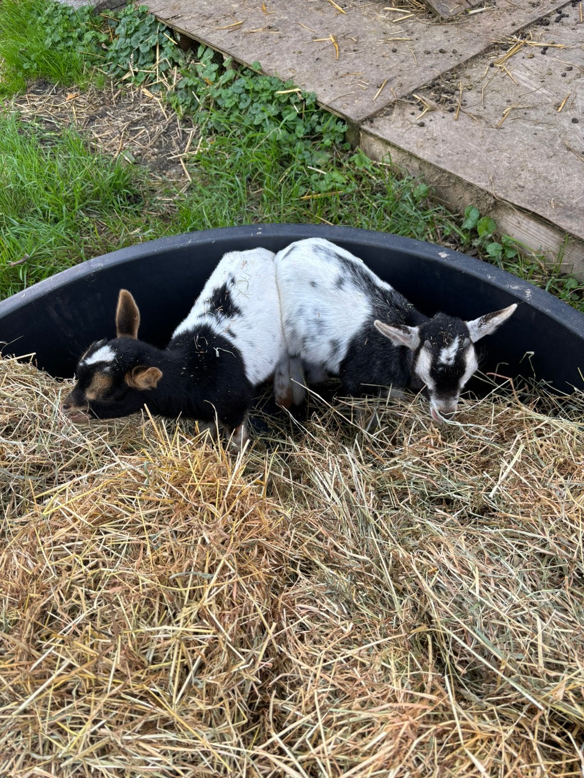 2 dwerg geitjes bokjes, Mannelijk, Geit