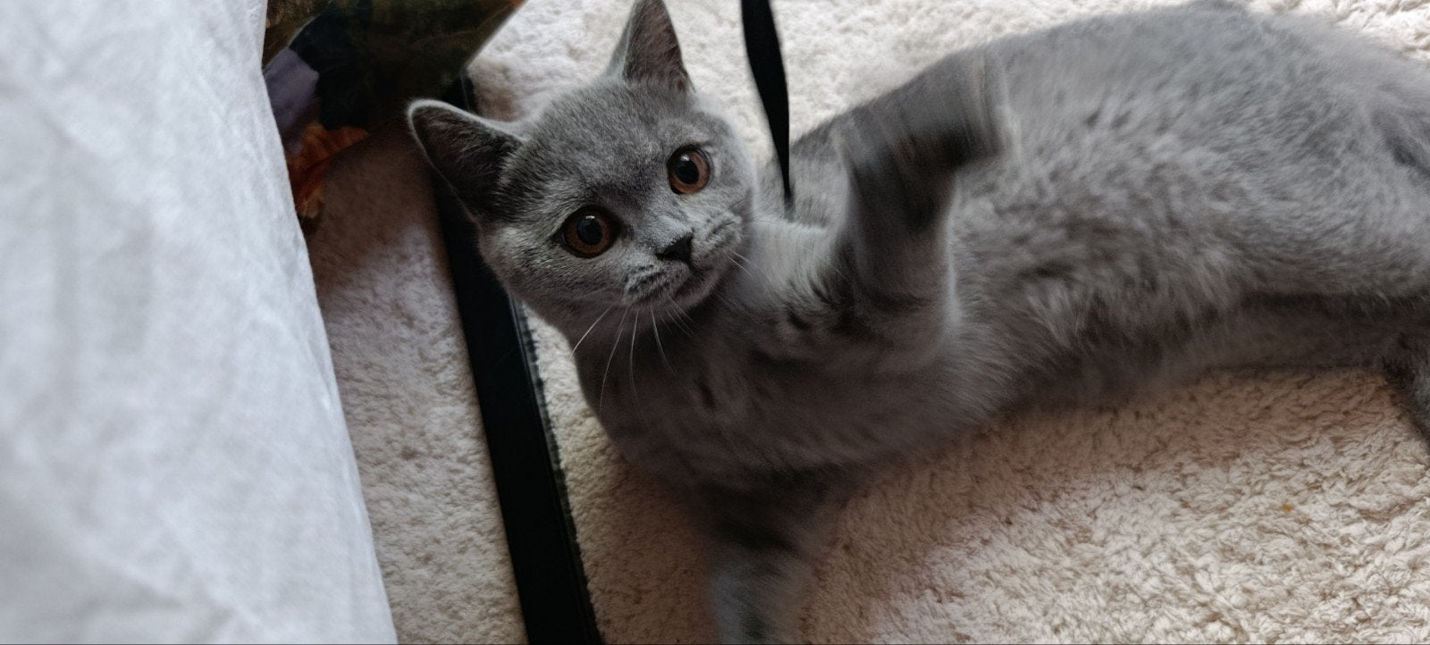 poesje, Dieren en Toebehoren, Katten en Kittens | Overige Katten, Poes, Kortharig, 0 tot 2 jaar