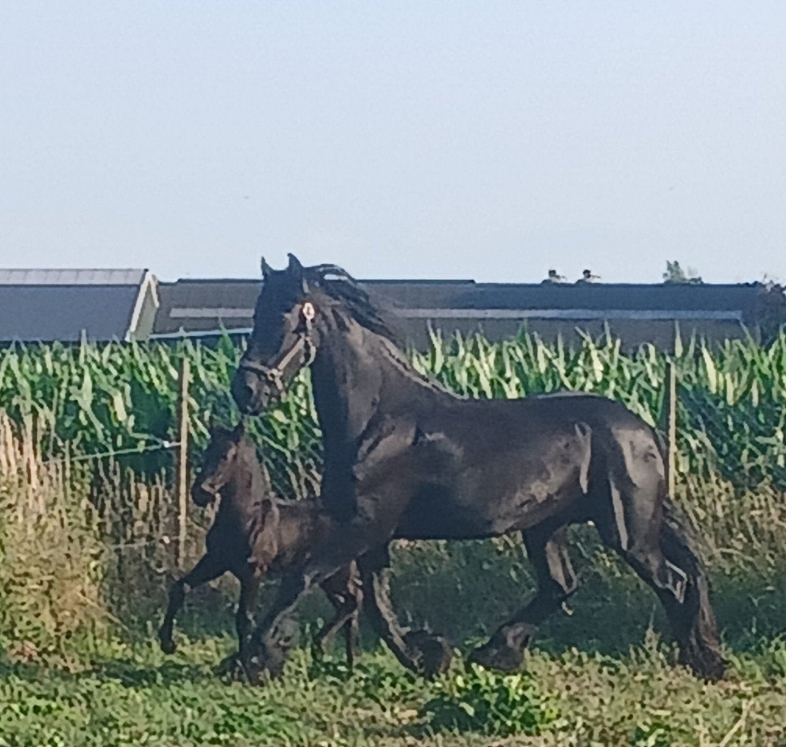 Friese merrie met merrie veulen, Merrie, 165 tot 170 cm, Met stamboom, 11 jaar of ouder