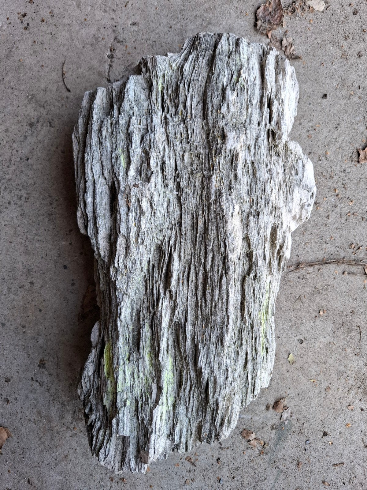 versteend hout fossiel, Verzamelen, Ophalen, Fossiel