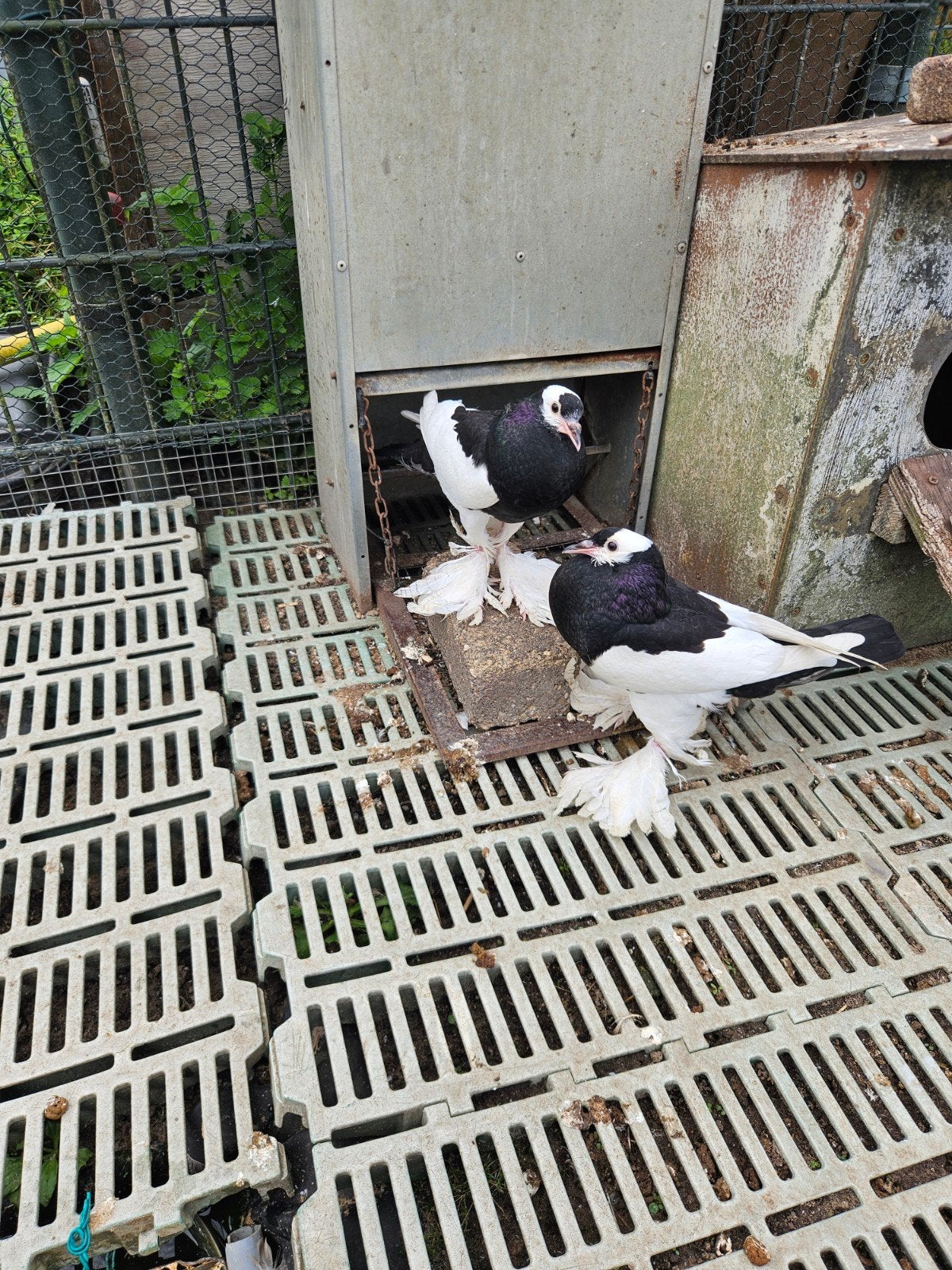 ekster kroppers te koop, Dieren en Toebehoren, Geslacht onbekend, Kropper