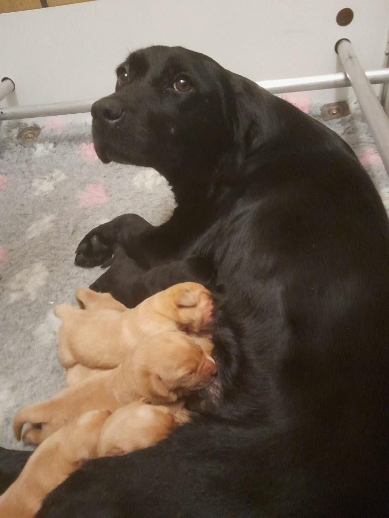 Leuke Labradorpups met stamboom geb 28-02-2026, Dieren en Toebehoren, Parvo, 8 tot 15 weken, Teef, Labrador retriever