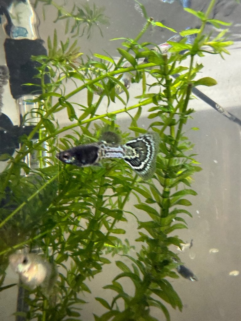 Blue metal snakeskin guppy, Vis, Zoetwatervis