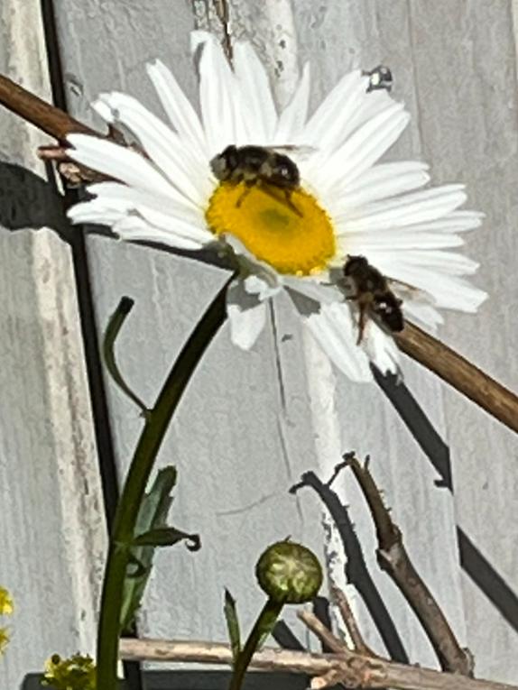 Margriet plantjes bijna in bloei …, Tuin en Terras, Planten | Tuinplanten, Volle zon, Vaste plant, Zomer, Ophalen
