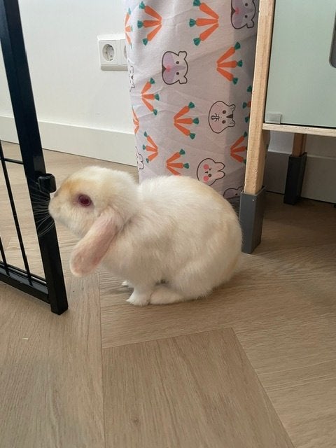 Konijn (vrouwtje) te koop, Dieren en Toebehoren, Konijnen, Vrouwelijk, Klein, Hangoor, 0 tot 2 jaar
