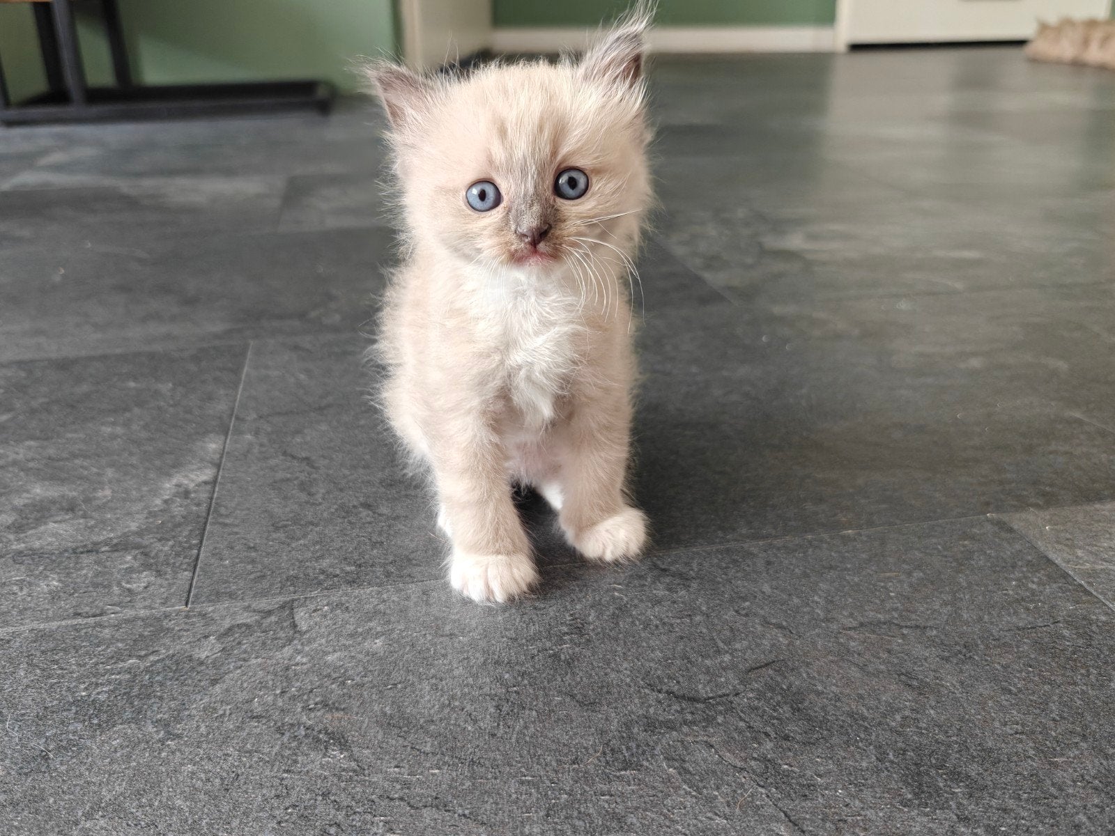 Prachtige BirmaDoll kittens (Licht blauwe ogen), Meerdere dieren, Langharig, 0 tot 2 jaar