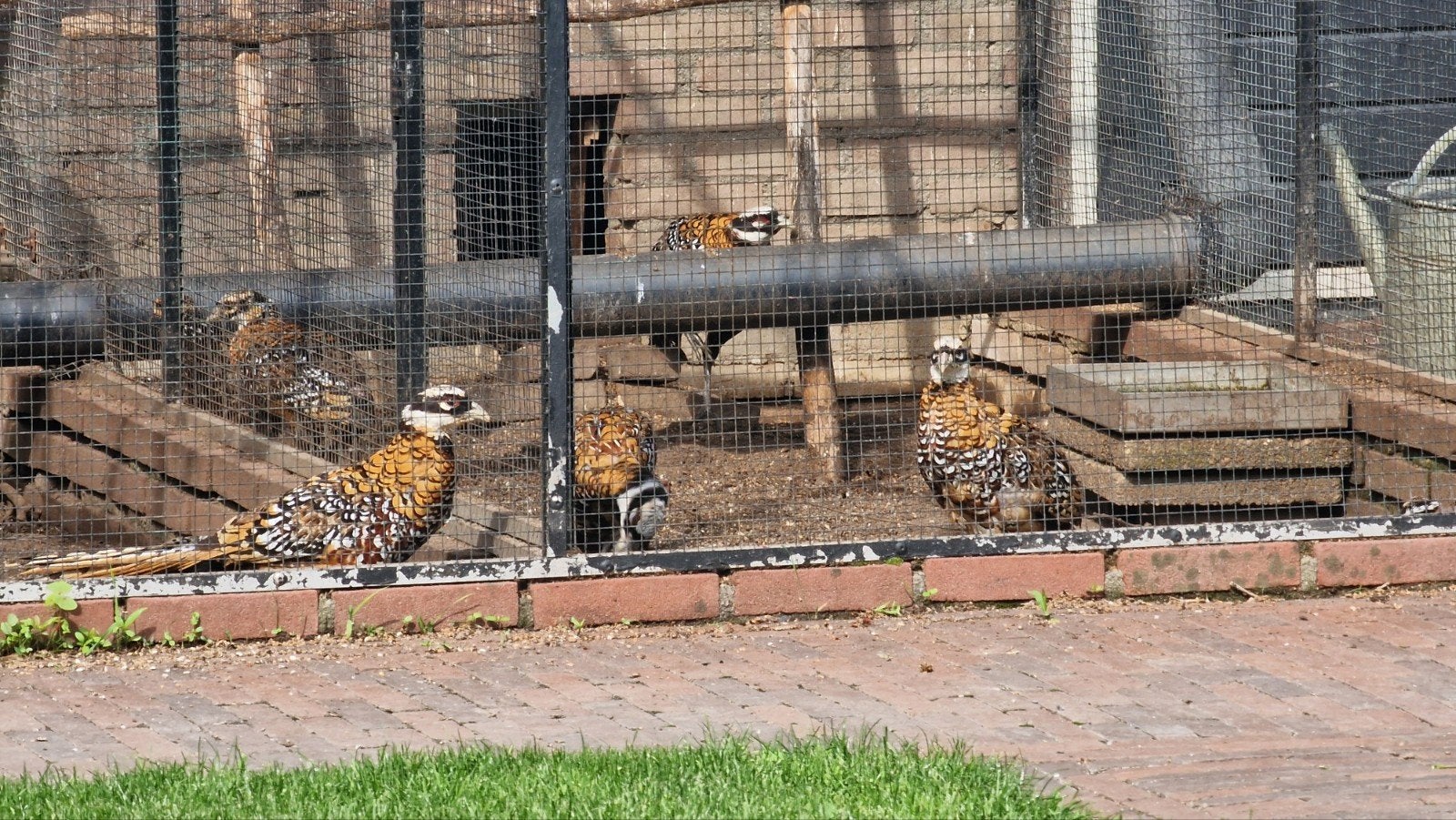 koningsfazant 2026, Meerdere dieren, Geringd