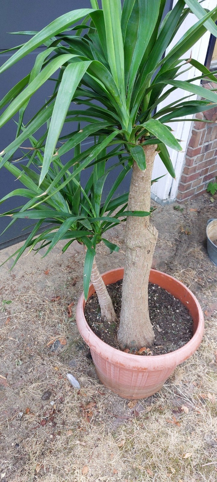 Grote Yucca plant in pot, Huis en Inrichting, Kamerplanten, Ophalen, 100 tot 150 cm, Halfschaduw, In pot