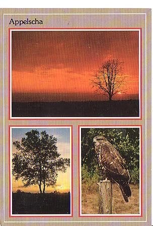 Ansichtkaart 	Appelscha	De Roggeberg 	RCN recr.centr.	3-luik, Verzenden, 1980 tot heden, Gelopen, Friesland