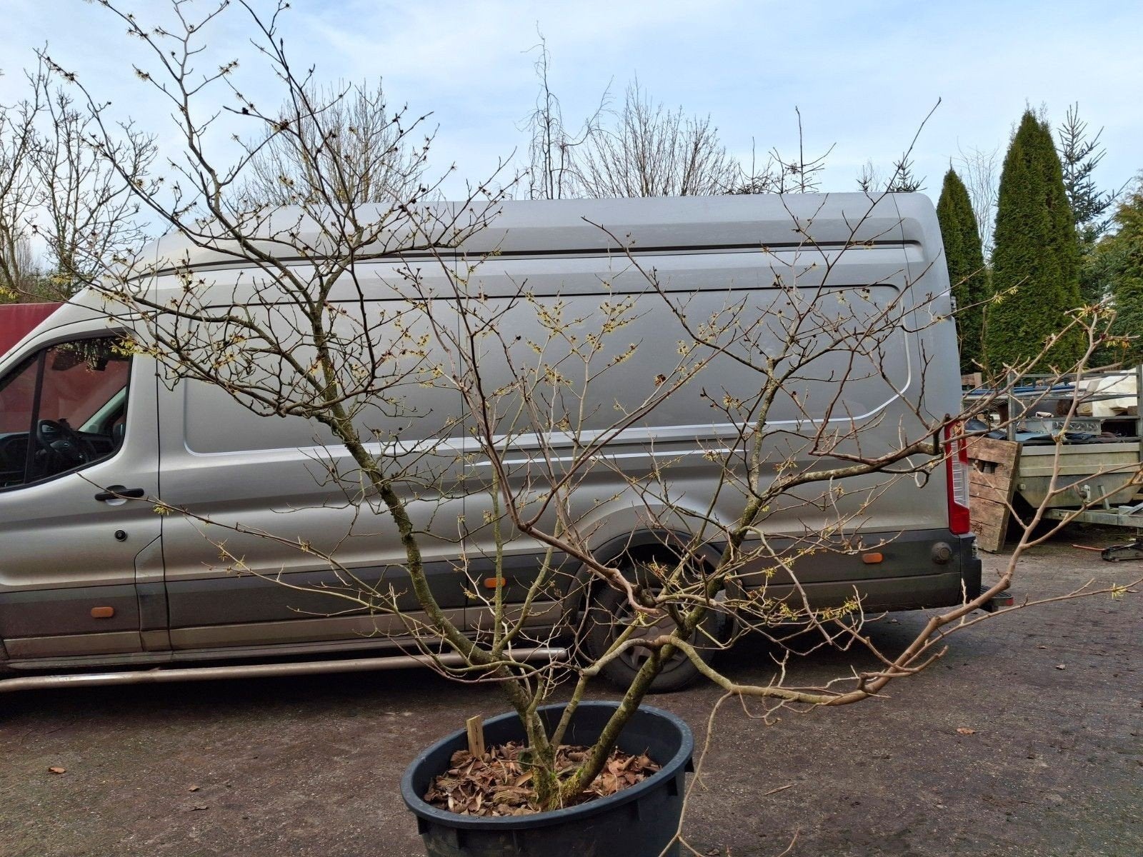 Toverhazelaar Hamamelis in pot - Bloeit in de winter!, Winter, Overige soorten, 250 tot 400 cm, Ophalen