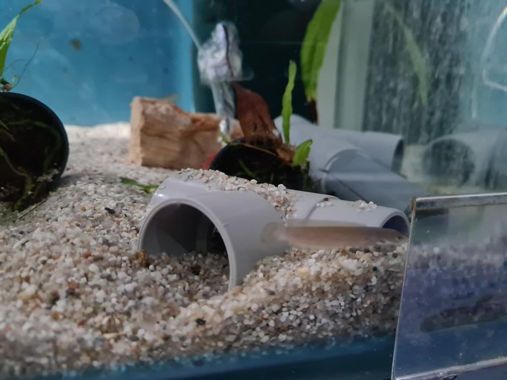 Channa Andrao, slangenkopvis, Dieren en Toebehoren, Vissen | Aquariumvissen, Vis, Zoetwatervis