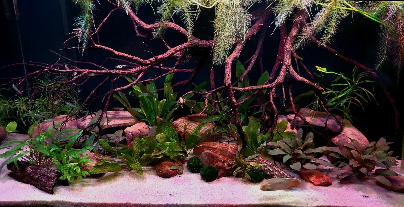 Ivanacara Adoketa, Dieren en Toebehoren, Vissen | Aquariumvissen, Vis