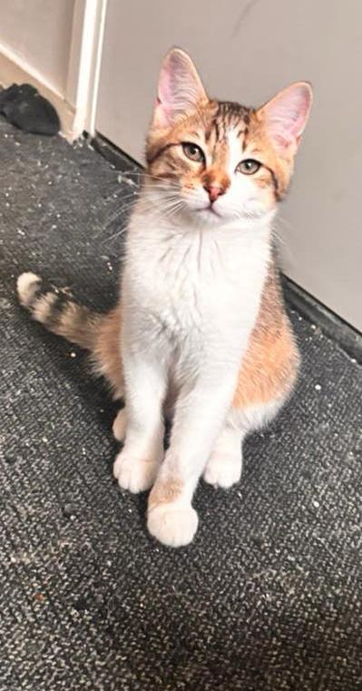 Kittens, Dieren en Toebehoren