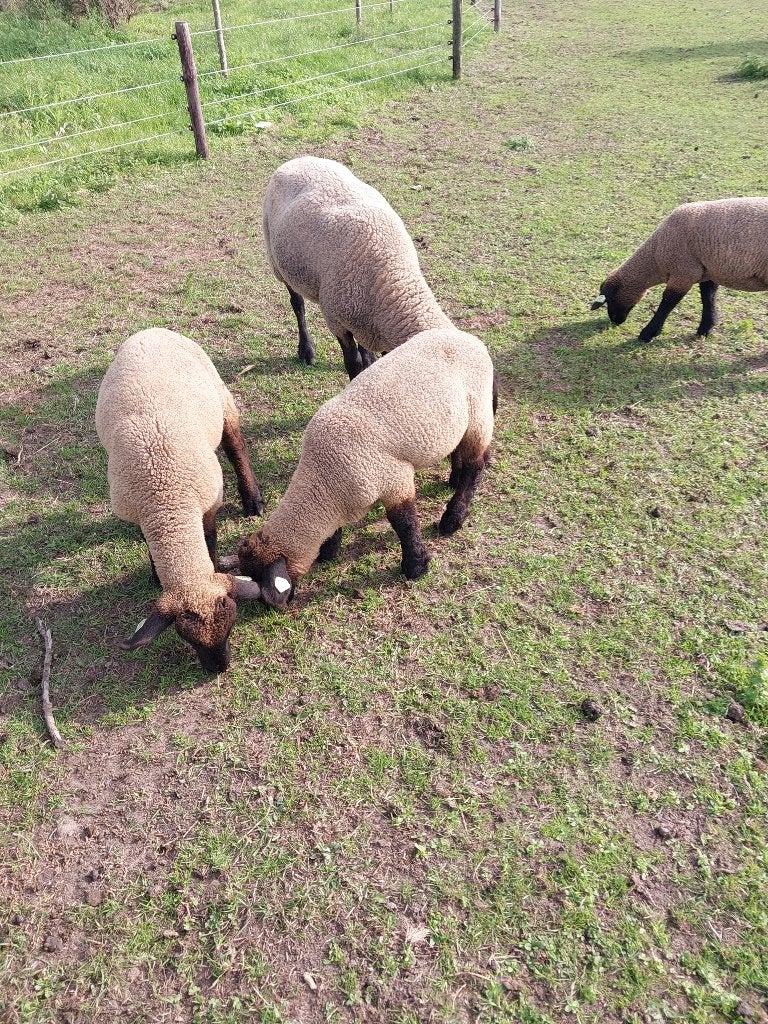 Suffolk lammeren, Dieren en Toebehoren, Meerdere dieren, Schaap, 0 tot 2 jaar