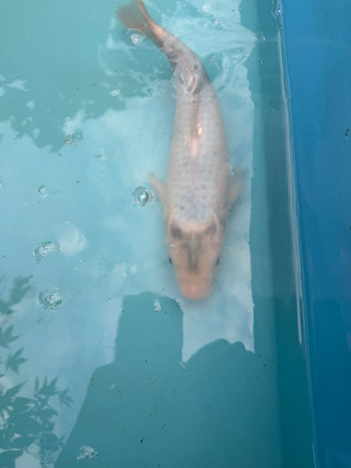 Jonge CHAGOI koi, Karper of Koi