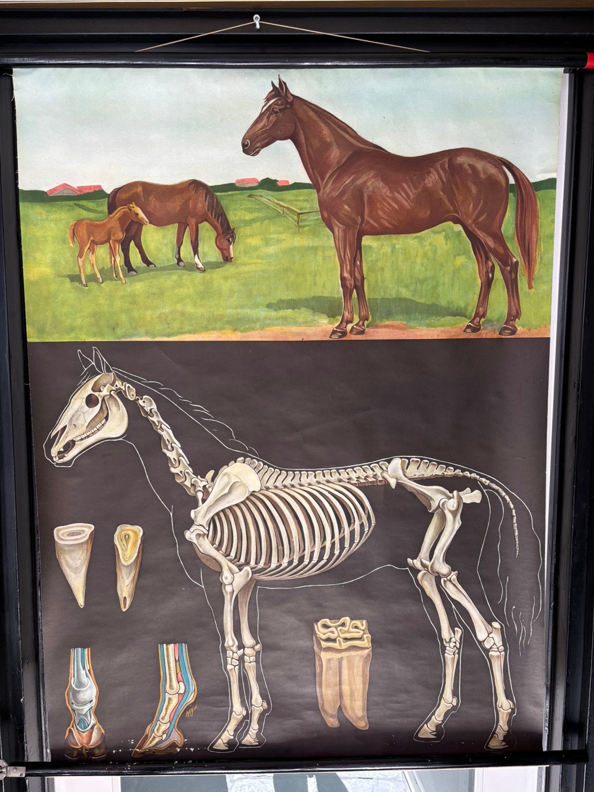 Oude schoolplaat, Antiek en Kunst, Antiek | Schoolplaten, Ophalen of Verzenden