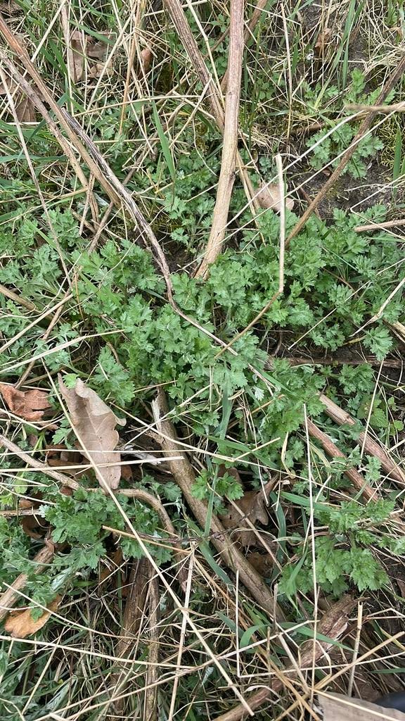 Artemisia vugaris bijvoet, Ophalen, Overige soorten, Volle zon