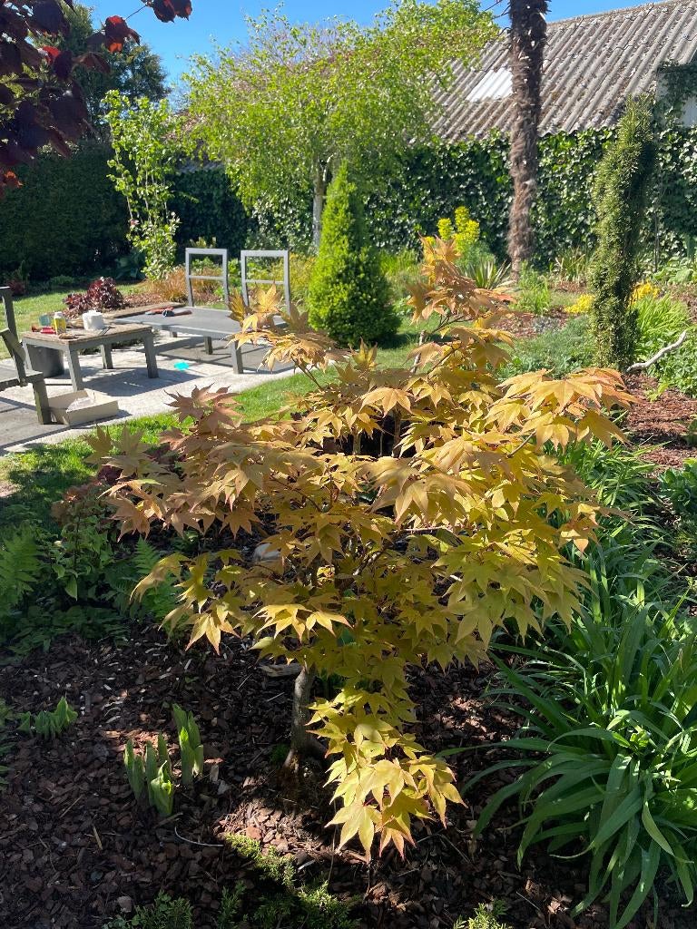 Tuinman aangeboden... OPKNAPBEURT VOOR UW TUIN NODIG?, Tuinonderhoud of Snoeiwerk