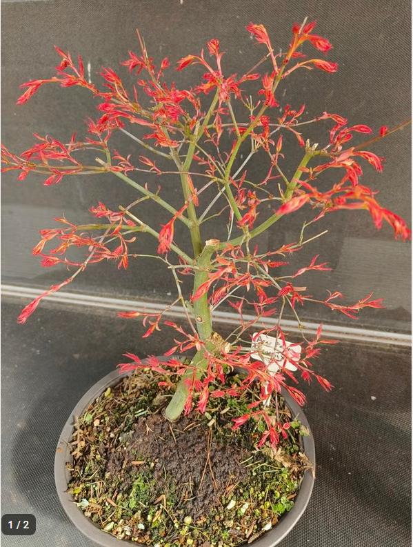Bonsai Acer palmatum Phoenix, Bloeit niet, Halfschaduw, Overige soorten, Minder dan 100 cm