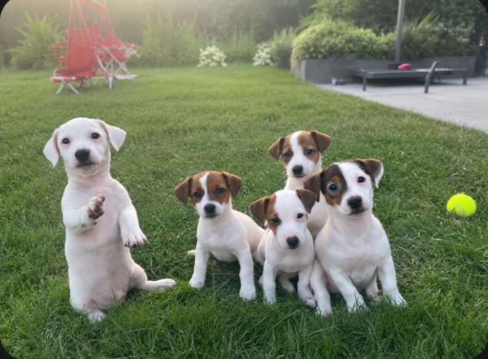 Lieve actieve Jack Russell pups, Parvo, België, Particulier, Jack Russell Terriër