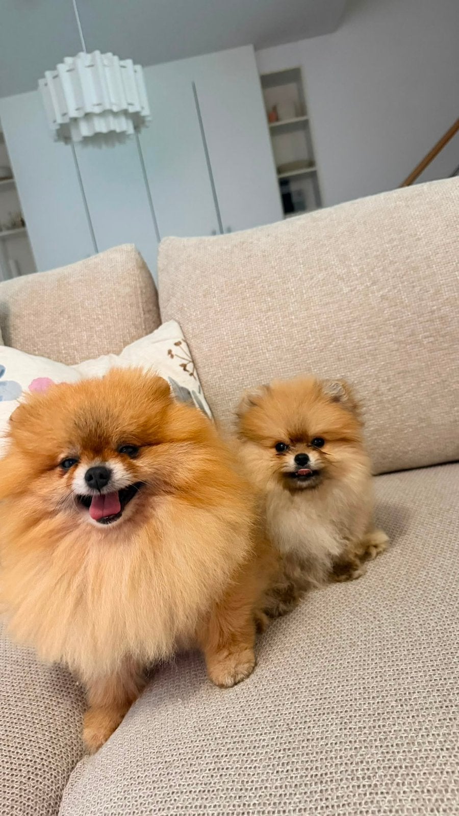 Pomeriaan pups pomeranian, Dieren en Toebehoren, België, Particulier, Overige rassen, 8 tot 15 weken