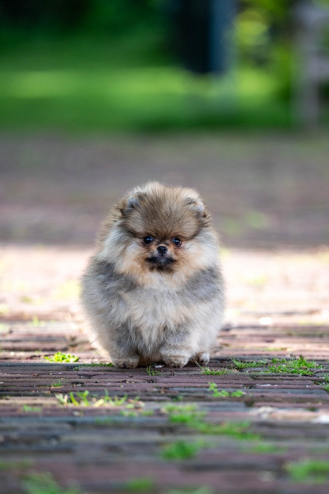 pomeranian  pomeriaan Dwergkees puppy's geteste ouders, Dieren en Toebehoren, Keeshond, 8 tot 15 weken, Parvo, Teef