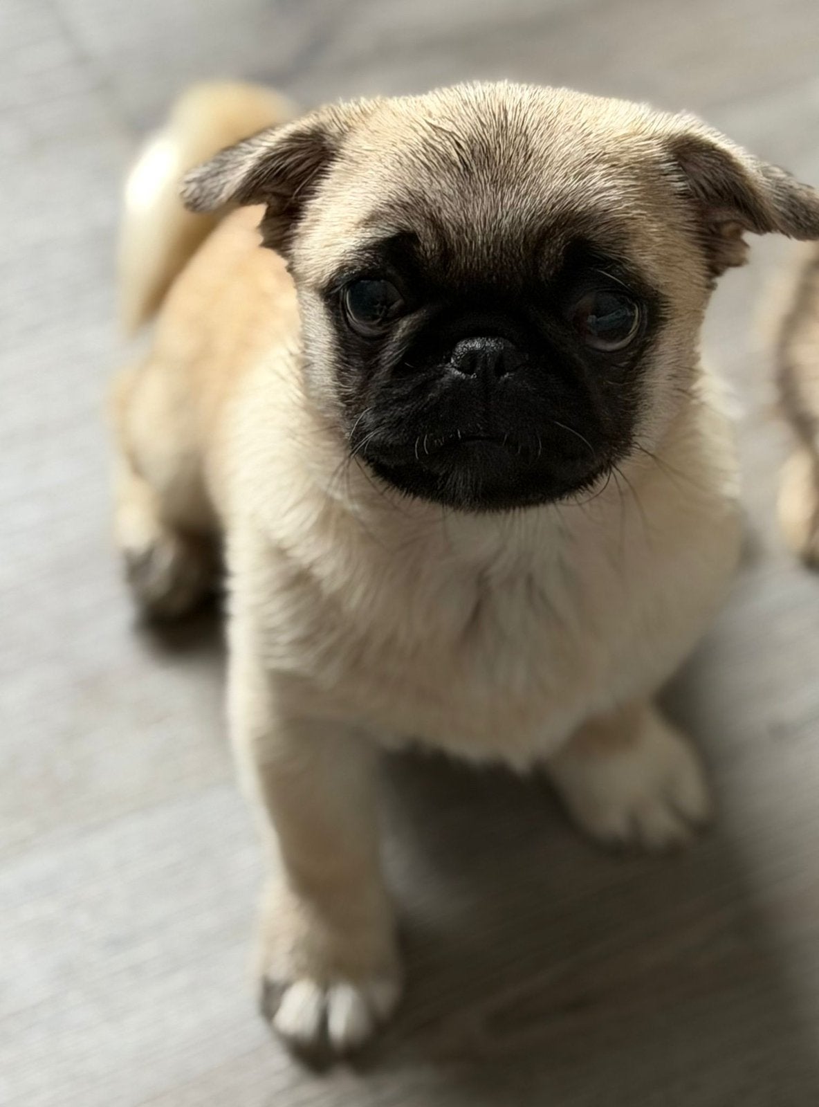 Mopshond pup, 15 weken tot 1 jaar, Reu, Bulldog, Eén hond