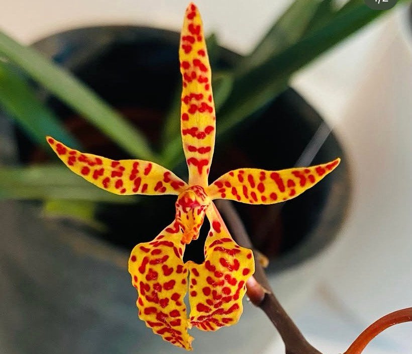 Bijzondere orchideeën, Ophalen of Verzenden, Minder dan 100 cm