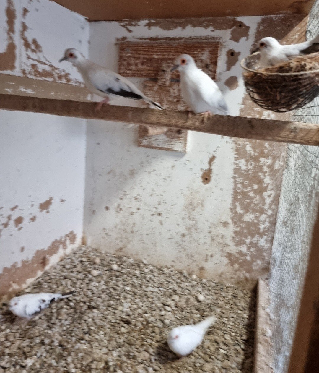 Mooie Bonte Diamant duifjes bijna helemaal Wit, Dieren en Toebehoren, Vogels | Duiven, Meerdere dieren, Overige soorten