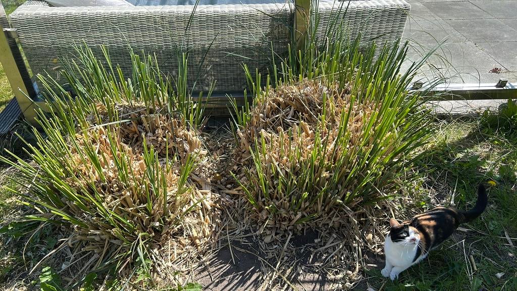 Gratis pampus gras met witte pluimen., Ophalen, Zo goed als nieuw, 20 m² of meer, Gras