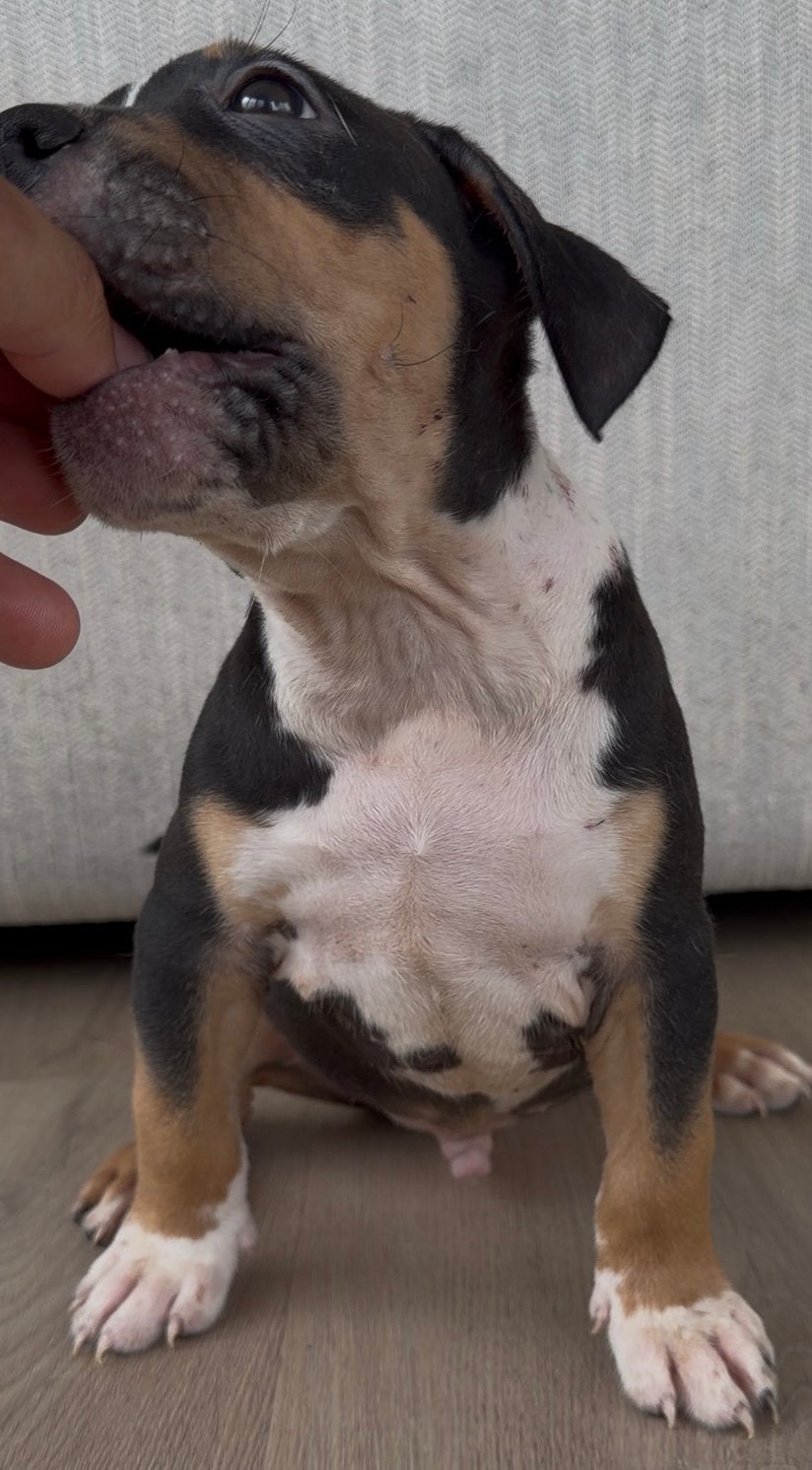 AMERICAN BULLY XL PUPPYS 7 WEKEN OUD!, 8 tot 15 weken, Bulldog, Meerdere, Meerdere dieren