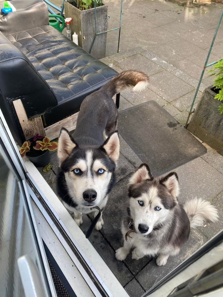Husky's, Ophalen of Verzenden, Nieuw