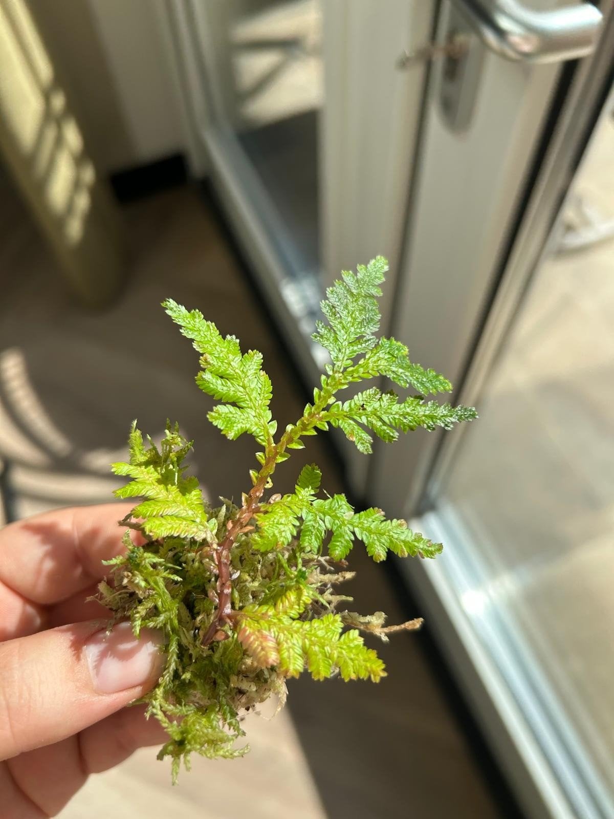 Selaginella terrarium stekje, Ophalen of Verzenden, Halfschaduw, Minder dan 100 cm