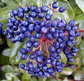 Bloeiende en wintergroene Sneeuwbal  Viburnum haag, Ophalen of Verzenden, Overige soorten, Haag, 100 tot 250 cm