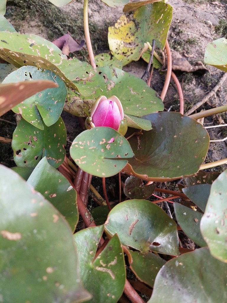Mooie rose waterlelie te koop!, Tuin en Terras, Planten | Tuinplanten, Ophalen, Volle zon, Vaste plant, Zomer