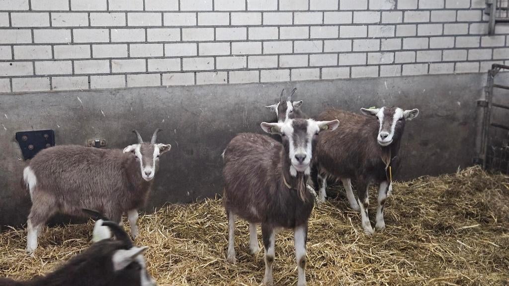 Toggenburger geiten TE KOOP, Dieren en Toebehoren, Schapen, Geiten en Varkens, Vrouwelijk, Geit, 0 tot 2 jaar