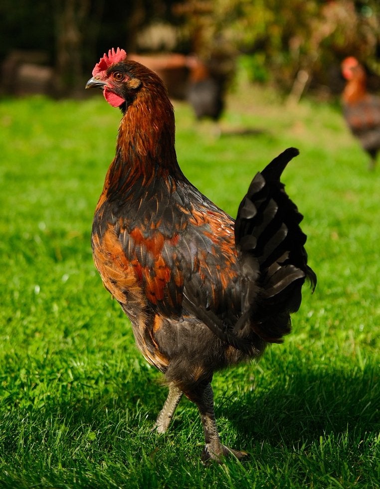 Marans haan, geb 12 juli, Dieren en Toebehoren, Mannelijk, Kip