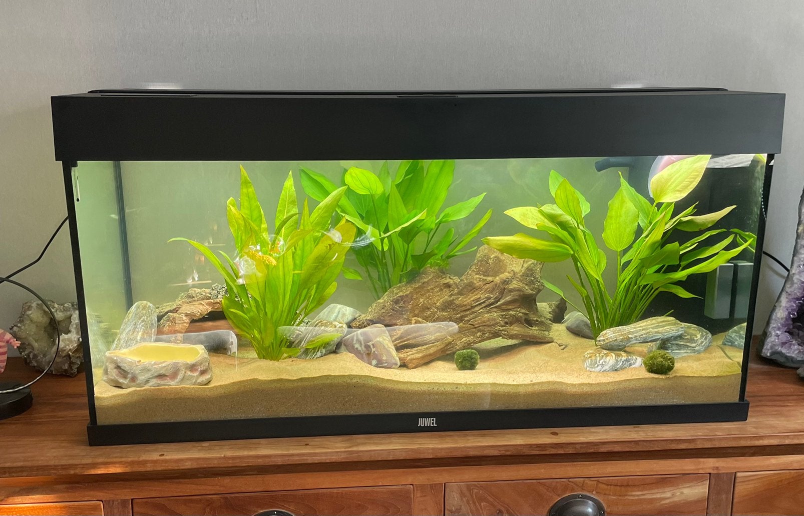 Zo goed als nieuw 180 liter aquarium jewel 1 axolotl 15 cm, Ophalen, Pomp, Juwel, Gevuld zoetwateraquarium