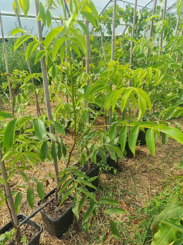 Walnoot - milotai 10, Ophalen, Lente, Overige soorten, In pot