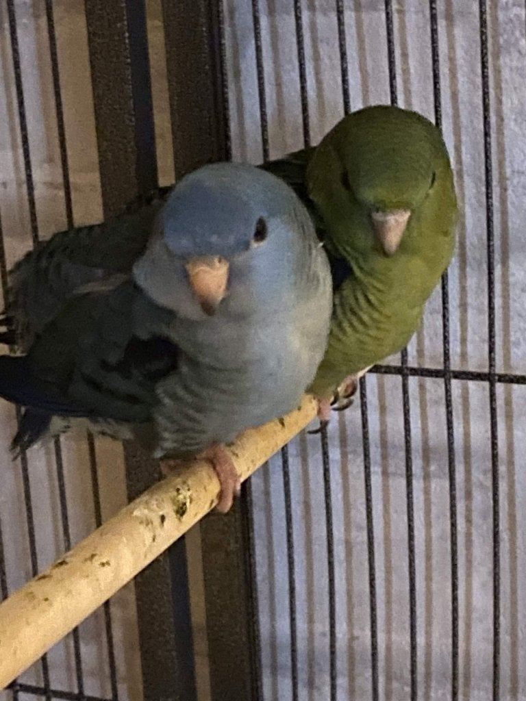 2 catharina parkieten, Meerdere dieren, Parkiet, Geringd