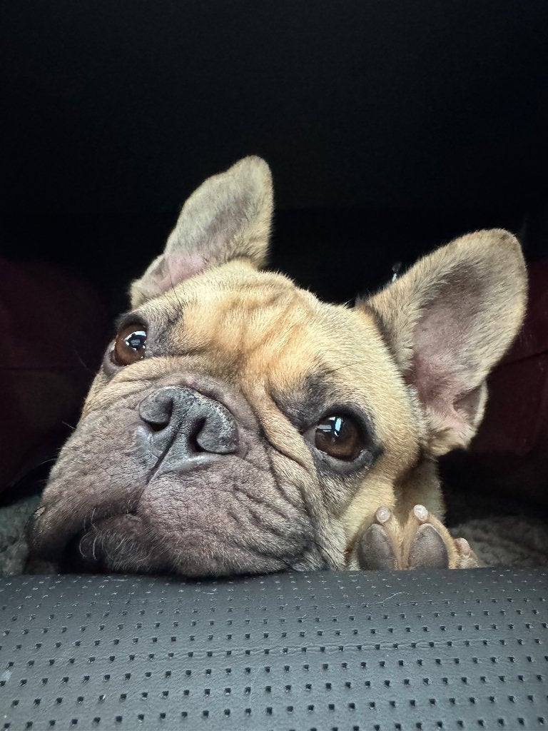 Oppas voor onze Franse Bulldog Harvey, Diensten en Vakmensen, Dieren | Honden | Verzorging, Oppas en Les, Particuliere oppas