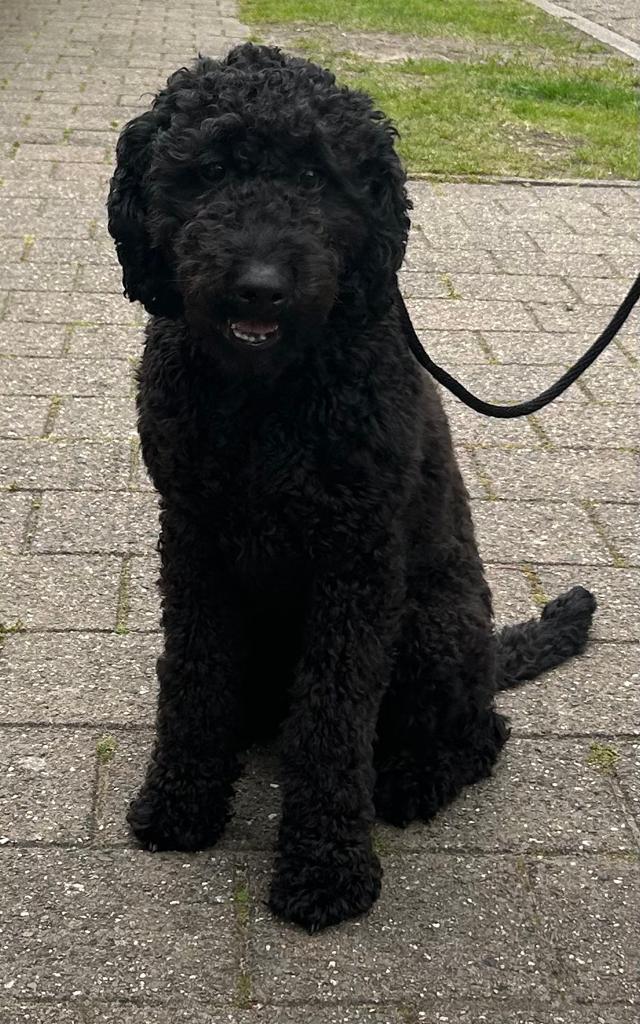 Super lieve Labradoodle van 1 jaar, Overige rassen, 1 tot 2 jaar, Teef, Parvo