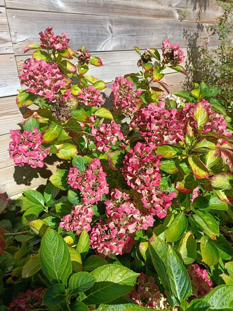 Mooie dieproze/rode hortensia (100 cm diameter), Tuin en Terras, Vaste plant, Halfschaduw, Zomer, Ophalen