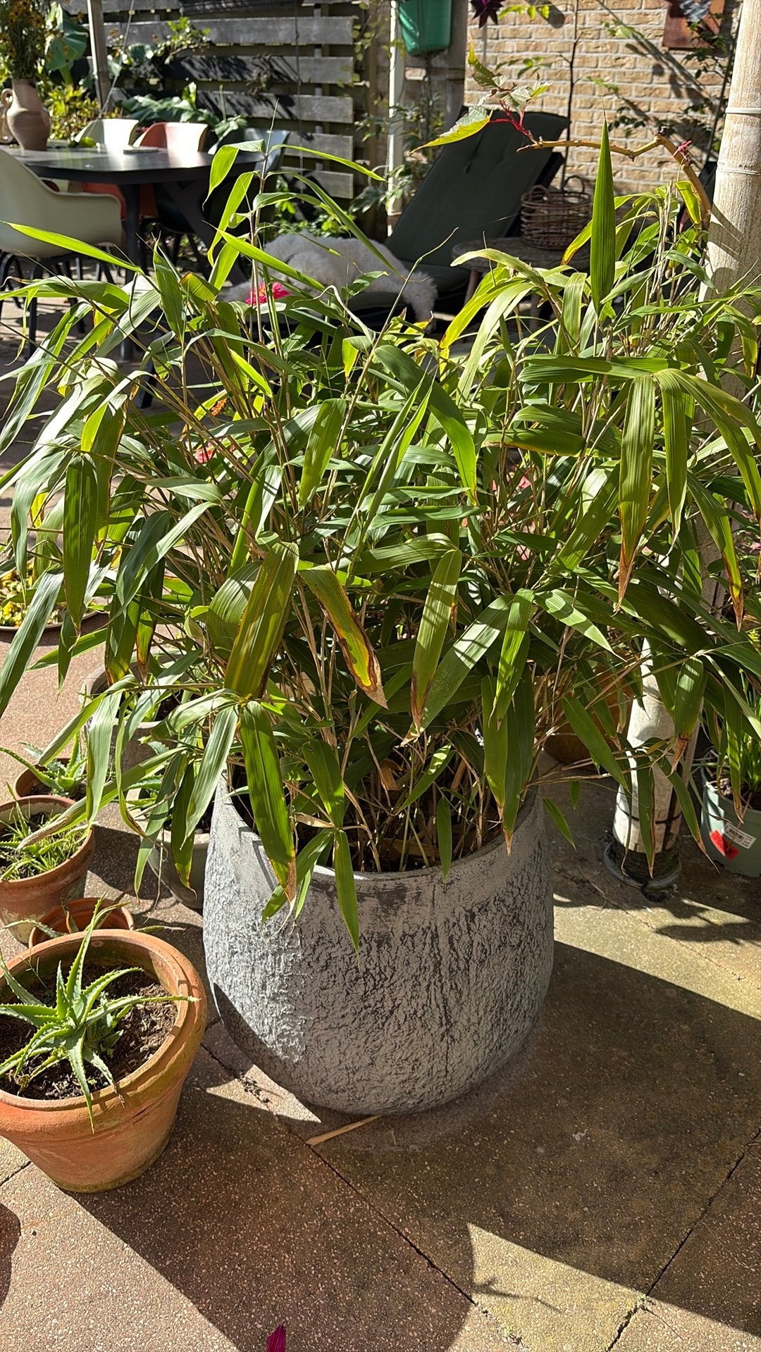 Japanse bamboe 12 euro exclusief pot, Ophalen, Bloeit niet, Overige soorten, Halfschaduw
